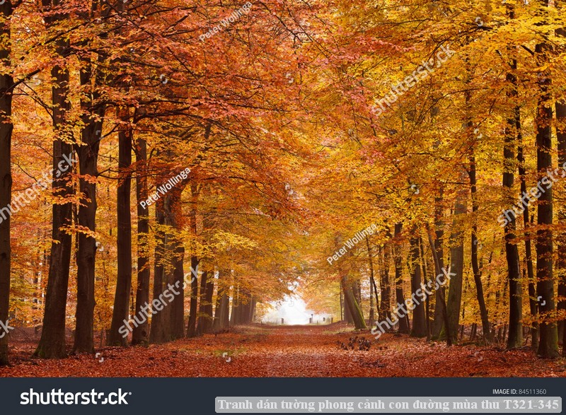 Tranh dán tường phong cảnh con đường mùa thu T321-345